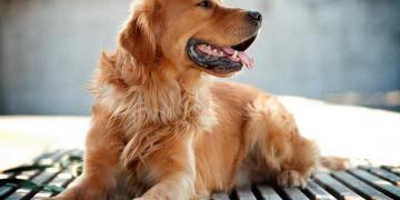 小型狐狸犬多少钱一只（史上最全）