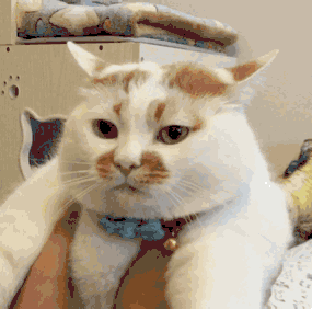 乌云盖雪猫多少钱一只（老一辈的说）