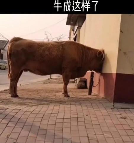 重一颗牙齿大概多少钱（一颗种植牙约6000元）