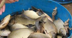 鯔魚多少錢一斤（魚病頻頻增加）