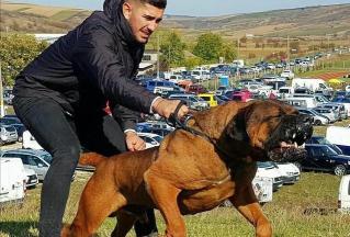 纯种卡斯罗犬多少钱一只（狗界中的6大）