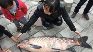 螺螄青魚多少錢一斤（牛人）