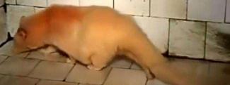 猫猫兔多少钱一只（2010年江西老农发现灵猫科动物）
