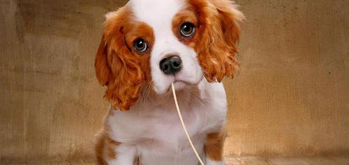 查理王小猎犬多少钱（查理士王小猎犬介绍）