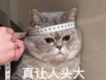 一只英短多少钱（英短猫）