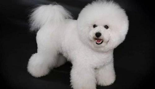 卷毛比熊犬多少钱一只（白云似的小卷毛）