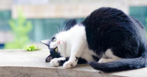 长毛虎斑猫多少钱一只（农村老家的土猫真的不值钱吗）