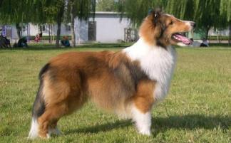 喜乐蒂牧羊犬多少钱（喜乐蒂挑食怎么办）