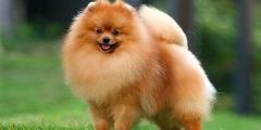博美犬多少钱（博美犬价格多少钱一只）