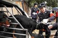 捷克狼犬多少钱（被城市）