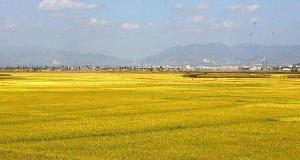 稻谷多少钱一斤（今日水稻多少钱一斤）