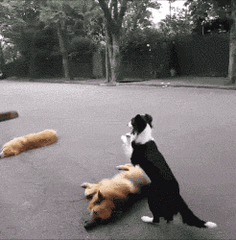 一只边牧幼犬多少钱（2200元买的边境牧羊犬）