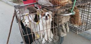 活狗多少钱一斤（农村出现收狗人）