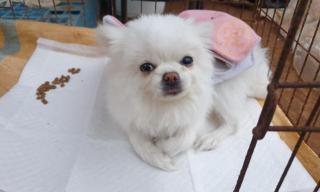 小博美多少錢（被遺棄在深山的博美犬）