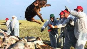 肉多少钱一斤（猪肉降价了）