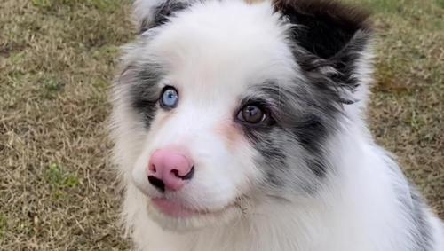 一般邊牧的價格多少錢一只（撿到一只邊牧幼犬）