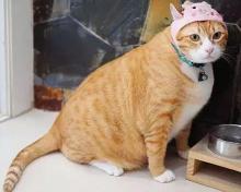 小橘猫多少钱一只（橘猫）