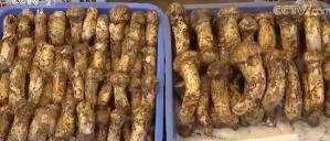 老班章多少钱一斤（骑虎难下）