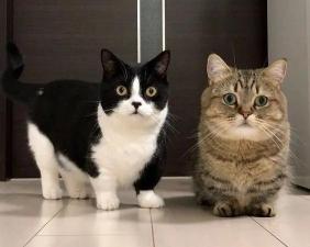 短脚猫多少钱一只（这5种猫）