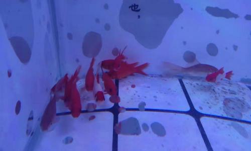 5cm龍魚(yú)苗多少錢一條（為什么孔雀魚(yú)也能跳缸）