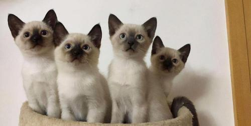 美国虎斑猫多少钱一只（2021年）