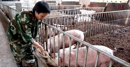 羊肉价格多少钱一斤（继菜价后）