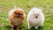 博美一只多少钱（博美犬价格多少钱一只）