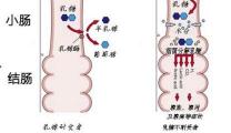 乳糖酶的一般賣多少錢（嬰兒乳糖不耐受到底要不要添加乳糖酶）