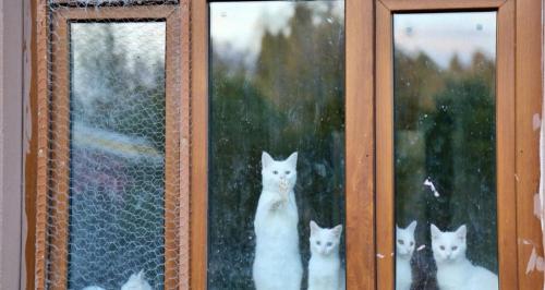 土耳其梵猫多少钱一只（猫奴看到秒尖叫）