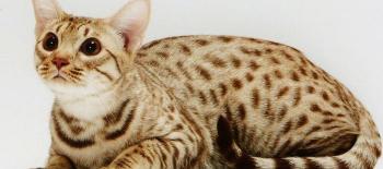 土耳其梵猫多少钱一只（世界上最昂贵的29种猫）