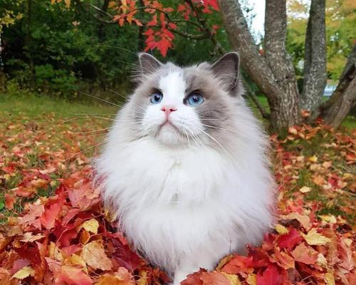异国短毛猫多少钱一只（没钱不建议养的4种猫）