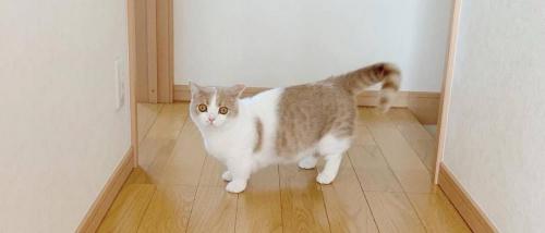 母猫绝育需要多少钱（客观分析）