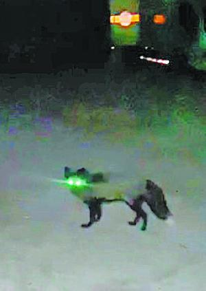 银狐犬多少钱（罕见狐狸现身厦门）