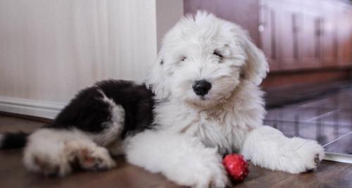古代牧羊犬多少钱一只（你认识古代牧羊犬吗）