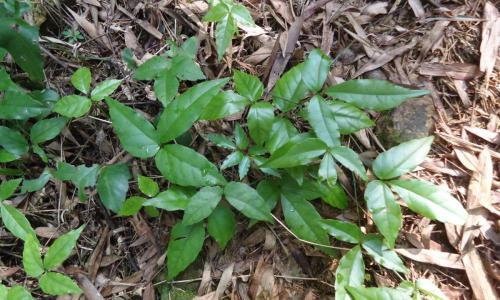 金线吊葫芦多少钱一斤（农村这种植物）