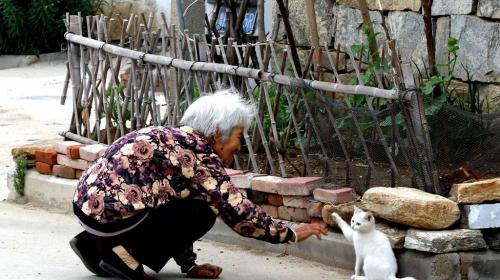 土猫多少钱一只（盘点中国5大）