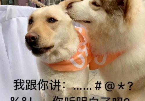 宠物驱虫多少钱（贫民窟养狗）