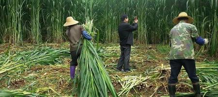 巨菌草市场多少钱一吨（比人还高的草见过吗）