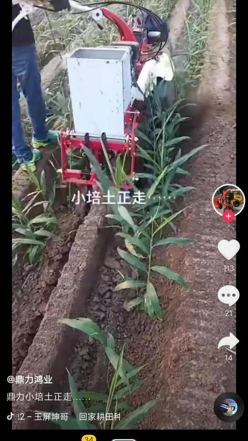 硼砂多少钱一斤（硼肥在大姜膨大期的作用）