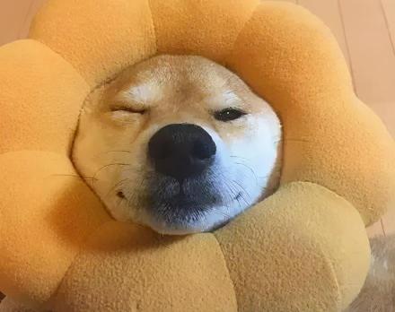 纯种柴犬价格多少钱一只（柴犬价格大PK）