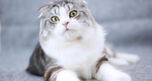 母猫绝育需要多少钱（猫咪最佳绝育时间是什么时候）