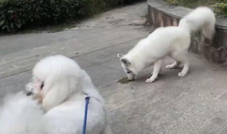 家养白狐狸多少钱一只（扬州一小区惊现白狐）