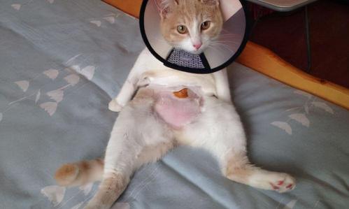 猫咪结扎手术多少钱（猫咪绝育的好处与坏处）