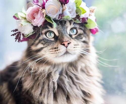 森林猫多少钱一只（这5种猫堪称）