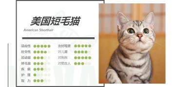 英短虎斑猫多少钱一只（美国短毛猫丨银虎斑）