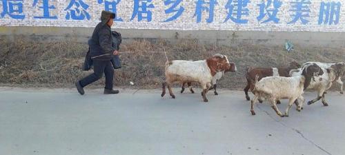 塊煤多少錢(qián)一噸（一噸煤漲到2500）