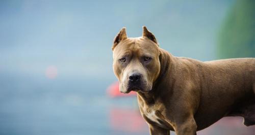 比特犬多少钱一只（黑色比特犬的价格是多少）