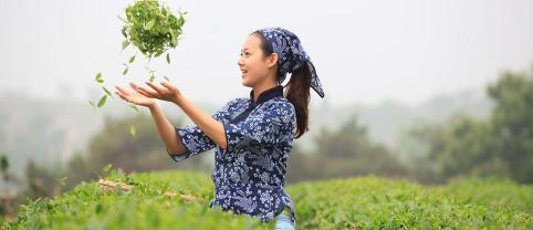 日照绿茶多少钱一斤（日照绿茶开抢了）