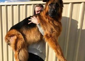 德牧犬多少錢一只(德牧外形威猛)