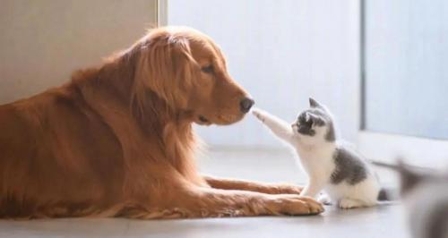 过敏性鼻炎脱敏针一针多少钱（猫猫狗狗常见疾病自查）
